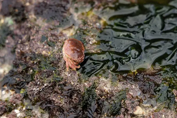 Deniz yatağı sular çekilince açıldı. Yeşil algler ve eklenmiş yumuşakçalar yıpranmış kayalarda görülebilir. Mavi gökyüzündeki bulutlar. Seyşeller. Mahe. Yüksek kalite fotoğraf