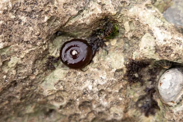 Fransa 'da sular çekildikten sonra deniz tabanındaki yaratıklara yaklaşıyoruz. Yüksek kalite fotoğraf