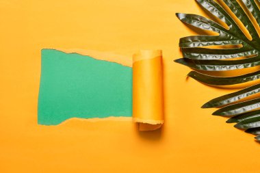 Sarı arkaplanda yırtık yeşil bir kağıt parçası canavar yaprakları, kopyala - metnin veya resmin için boşluk