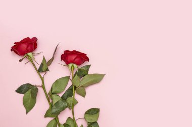 Pembe arka planda iki kırmızı gül - mesaj ya da metin için boşluk, sevgililer günü konsepti