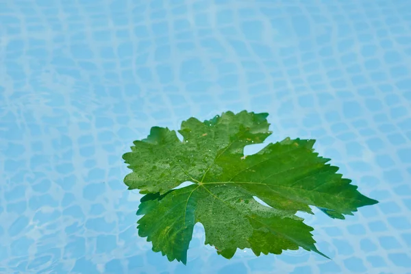 a leaf floating in a pool with the water reflecting its reflection on the surface and its leaves are green