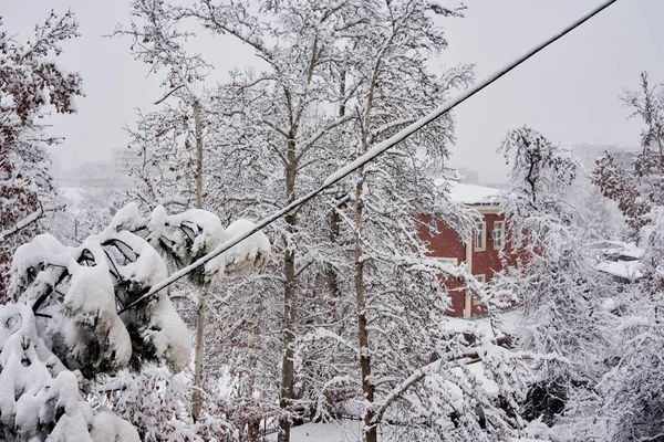 snow covered trees and power lines in the fore - eyed area, with buildings in the background on a cloudy winter day