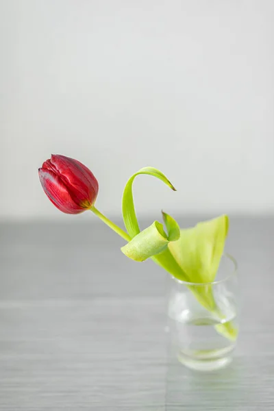 Beyaz arka planda güzel lale çiçekleri