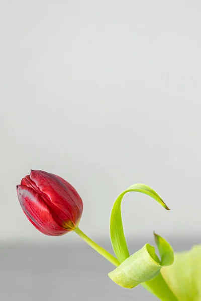 Beyaz arka planda güzel laleler