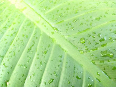 Yeşil yaprağı kapat