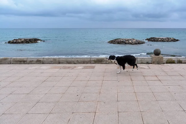 stock image Black and white Border collie running along the promenade next to the beach very happy in search of his master in the concept of unconditional love of animals towards their masters