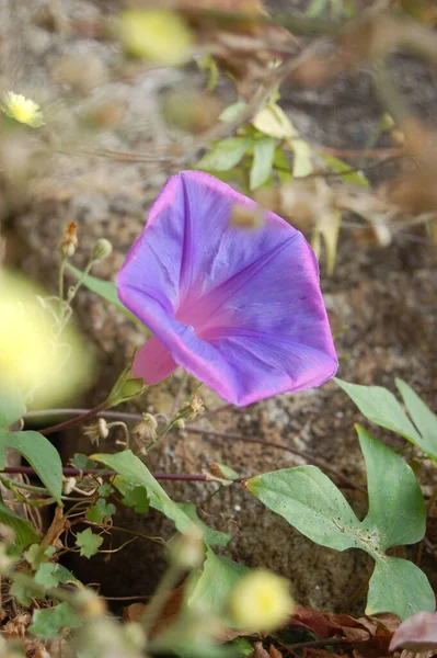 Soft focus. Morning glory flowers. Ipomoea indica .Family Convolvulaceae, Ocean blue morning glory . Blue dawn flower. Purple flowers ipomoea indica. Blue Morning Glory flower on black background