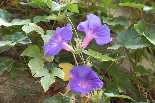 Soft focus. Morning glory flowers. Ipomoea indica .Family Convolvulaceae, Ocean blue morning glory . Blue dawn flower. Purple flowers ipomoea indica. Blue Morning Glory flower on black background