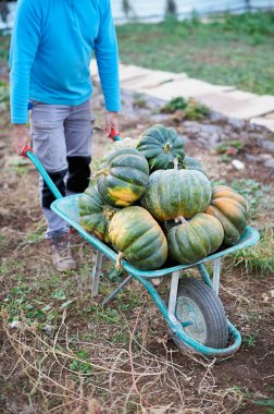 Ekolojik balkabaklarıyla el arabası sürükleyen bir insan..