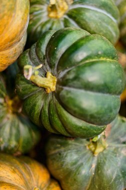 Çiftçinin yeni hasat ettiği balkabaklarının yakın çekimi..