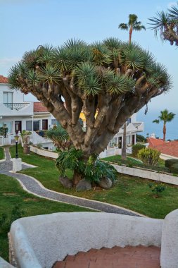 Drago tree typical natural attraction of the island of Tenerife in Spain.