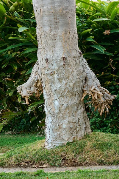 Tree pareidolia in the shape of a person.
