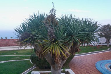 Bilardo merdiveni ön plandaki havuz ürünleri yüzünden biraz bozulmuş..