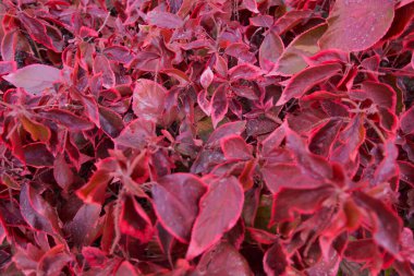 Closed up blooming vibrant red Copper plant, Acalypha wilkesiana flowers in the sunlight.