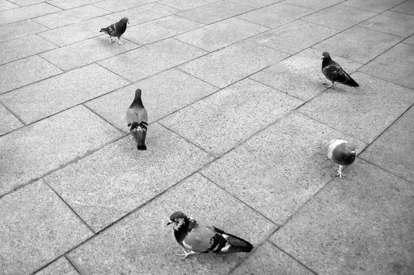 Groupe Pigeons Corps Entier Marchant Sur Salaire Formant — Photo