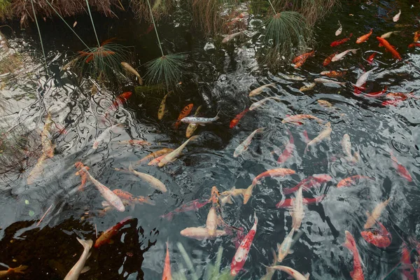 Eine Große Anzahl Von Koi Fischen Schwimmt Einem Künstlichen Teich — Stockfoto