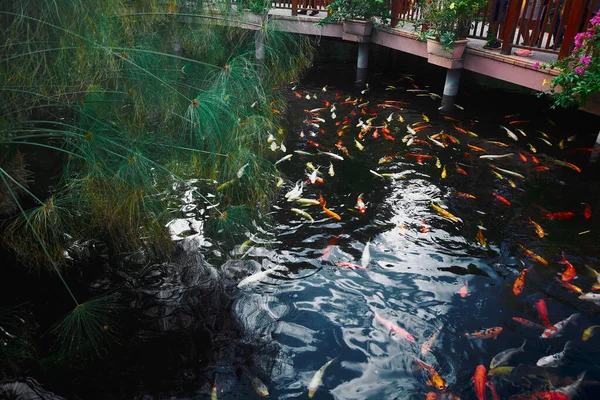 Nagyszámú Koi Hal Úszik Egy Mesterséges Tóban Gyönyörű Zöld Növényekkel — Stock Fotó