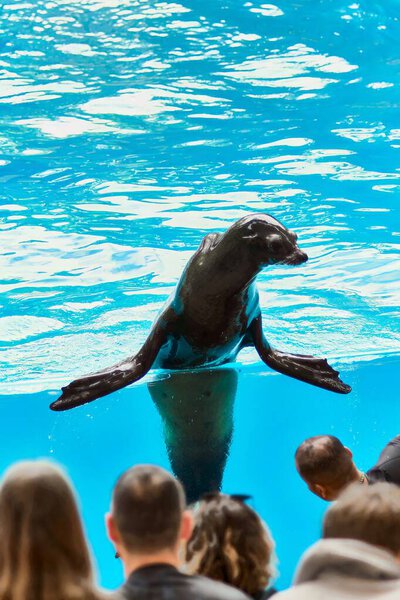 Seal with half its body out of the water resting on its flippers looking at a group of people.
