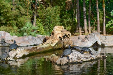 Bir grup kırmızı kulaklı kaplumbağa Trachemys scripta elegans sularla çevrili kayalarda güneşleniyor..
