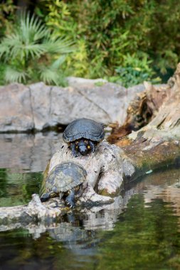 İki kırmızı kulaklı kayganlaştırıcı Trachemy 'nin senaryosu devrilmiş bir ağaçta güneşleniyor ve etrafı suyla çevrili..