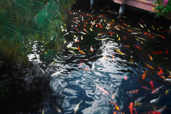 Gran Cantidad Peces Koi Nadando Estanque Artificial Con Hermoso Fondo —  Fotos de Stock