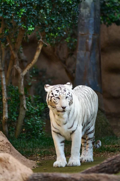 White Bengal tiger standing and looking at camera. White tigers are only found in zoos and wildlife parks. This angle is with tiger looking directly at camera. White tigers are not albinos.