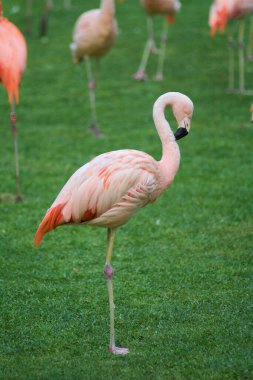 Kalp şeklinde bir boynu ve ayakta duran bir duruşu olan beyaz ve pembe flamingo, bir bacağı kapalı, diğeri ise esnemiş, yeşil çimenli bir arka planda izole edilmiş ve daha fazla flamingo var.