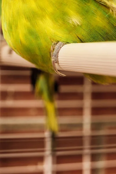 Detail Leg Long Nail Australian Parakeet Green Yellow Caged White — Stock Photo, Image
