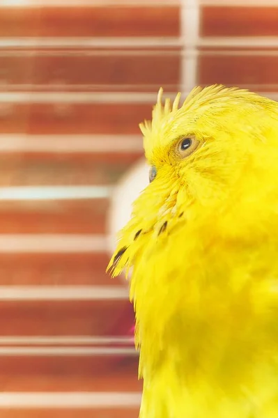 Yellow Budgerigar Profile Looking Blank Background Cage Bars Brown Wall — Stock Photo, Image