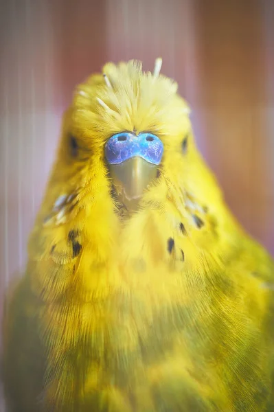 Sarı Muhabbet Kuşunun Mavi Burnunun Detaylarını Kapayın Detayları Siyaha Çevirin — Stok fotoğraf