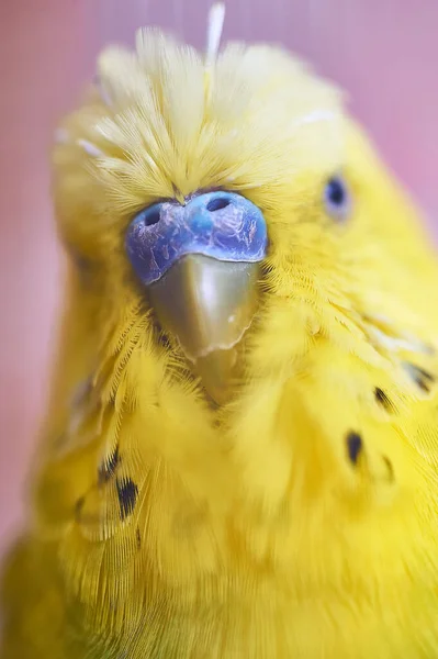 Zbliżenie Szczegółów Niebieskiego Nosa Żółtego Papużki Niektórymi Szczegółami Kolorze Czarnym — Zdjęcie stockowe