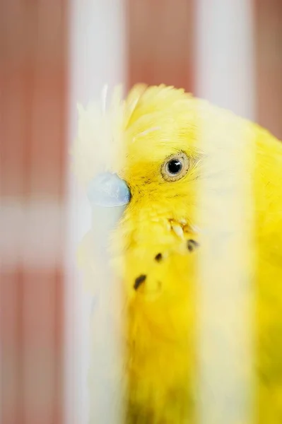 Żółty Papuga Boku Patrząc Aparat Bezpośrednio Białymi Kratami Klatki Ptasiej — Zdjęcie stockowe