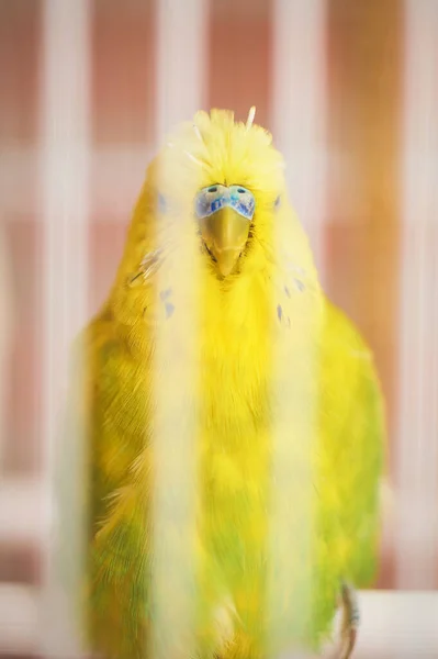 全长黄色的Budgerigar直视着鸟笼白色栅栏后面的摄像机 — 图库照片