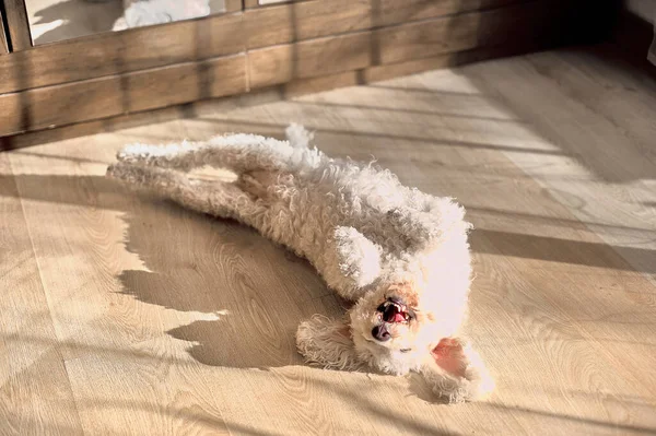 Bichon frize dog belly up white color on a parquet floor.