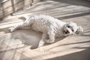 Bichon frize köpek bir odanın parke zeminine bakıyor..