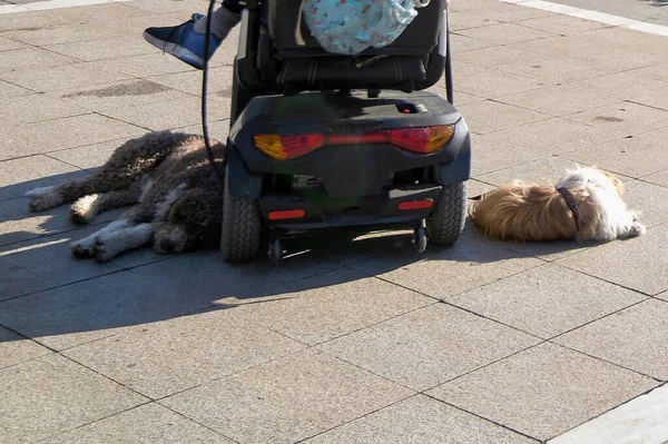 Расслабленные Собаки Привязанные Поводке Машине Инвалида Составить Компанию — стоковое фото