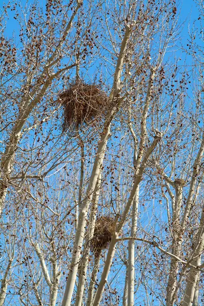 Large, brown parrot nests, highlighted against a clear blue sky and bare branches, evoking a tranquil and natural scene in the city of Barcelona in Spain.