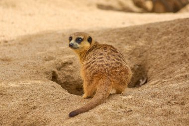 Özenli bakışları olan yalnız mirket, doğal ortamındaki kumun üzerine tünemiş..