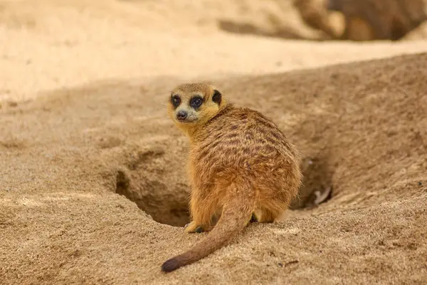Özenli bakışları olan yalnız mirket, doğal ortamındaki kumun üzerine tünemiş..