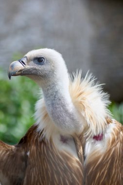Akbabayı doğal ortamında empoze ederek, derinlemesine bakışını ve ayrıntılı tüylerini odak dışı bir arka planla vurguluyor..