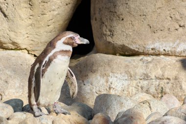 Humboldt penguenleri, taş tabanlı bir kayanın üzerinde görkemli bir şekilde dururlar..