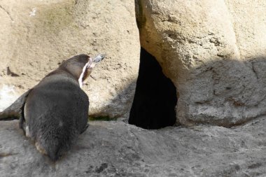 Humboldt penguenleri, taş tabanlı bir kayanın üzerinde görkemli bir şekilde dururlar..