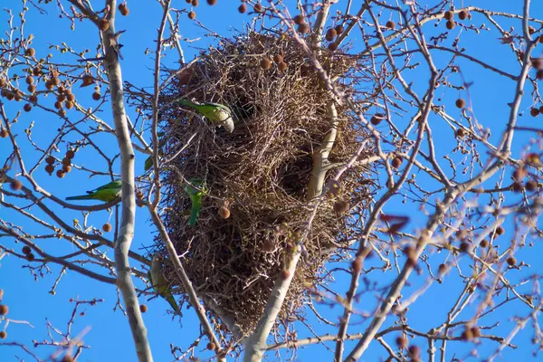 Large, brown parrot nests, highlighted against a clear blue sky and bare branches, evoking a tranquil and natural scene in the city of Barcelona in Spain.