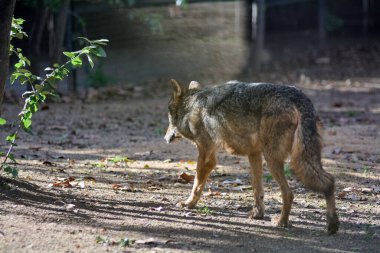 Bir kurt yalnız başına dolaşır, doğal bir çevrede, filtrelenmiş güneş ışığı ve bitki örtüsü ile profilini gösterir..