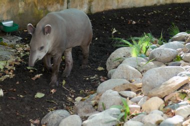 A tapir walks calmly in a garden surrounded by rocks and vegetation, creating a peaceful atmosphere. clipart