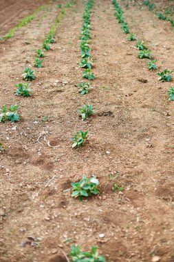 Kahverengi topraktan çıkan yeşil bitki büyümeyi ve yeni başlangıçları simgeliyor..