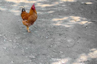 Altın tüylü horoz tarlada geziniyor, doğal bir zarafetle fotokopi uzayı ile yakalandı.