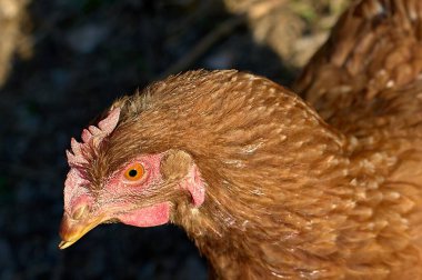 Kahverengi bir tavuğun net ve detaylı görüntüsü, tarım ve doğa içeriği için ideal..