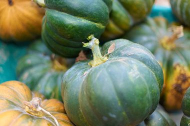 Tarladan toplanan taze balkabağı çeşitleri.