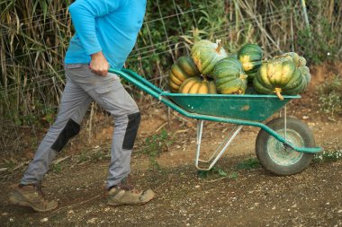 Bir el arabasında çeşitli boyutlarda ve renklerde balkabakları.